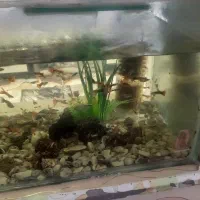 ماهی گوپی شکم پر بچه زا