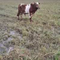 ورزا کوله چالوسی عروسک فروشی