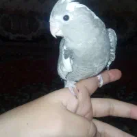 عروس وایت فیس جوجه