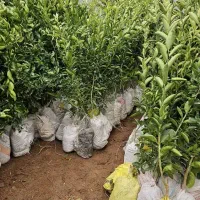 فروش انواع نهال مرکبات و سیاه درخت|خدمات باغبانی و درختکاری|شیراز, شهرک مدرس|دیوار