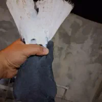 فروش کبوتر|پرنده|یاسوج, |دیوار