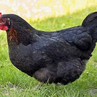 دو عدد مرغ سیاه و تخم گذار