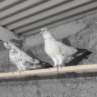 سه جفت نرو ماده حسابی