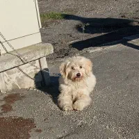 واگذاری عروسکی