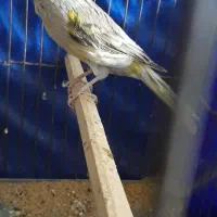 ۳عدد قناری مست|پرنده|بروجرد, |دیوار