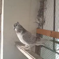 کبوتر حرفه ای|پرنده|فردیس, سرحدی|دیوار