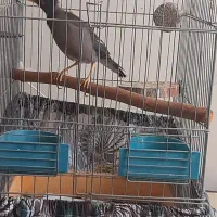 مرغ مینا سه ماه شاه تخم|پرنده|تهران, مشیریه|دیوار