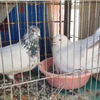 گنجه بری حیون پرشی|پرنده|گلستان (تهران), |دیوار