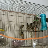 گلبسر زیر قیمت