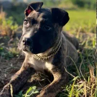 پیت بول ماده اصیل رنگ کمیاب|سگ|شیرگاه, |دیوار