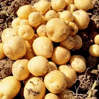 بزر سیب و سیر|فروشگاه و مغازه|دزفول, |دیوار