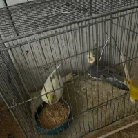 یک جفت عروس هلندی نیمه دستی