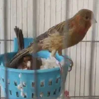 فروش قناری خاص