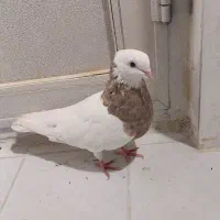 کفتر طوقی|پرنده|قم, چهار مردان|دیوار