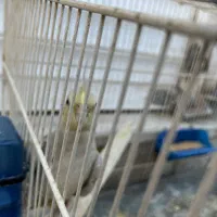 عروس هلندی جوان|پرنده|مشهد, چهنو|دیوار