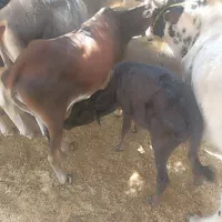 ۲ گاو زاییده گاو قیمت ۱۰۰۰۰۰