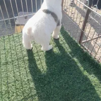 سگ‌ نگهبان نر ۲ تومن|سگ|تهران, خلیج فارس|دیوار