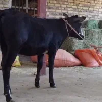 گوساله ماده سویسی جنس درجه یک