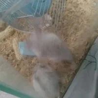 همستر سفید و مشکی|موش و خرگوش|تهران, خواجه نصیر طوسی|دیوار