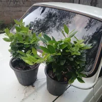 یاس هلندی سطل ۴ هرس شده لوکس