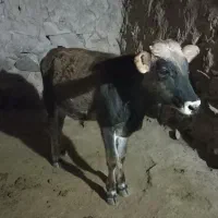 گوساله نردورگ بومی|حیوانات مزرعه|کلیائی, |دیوار