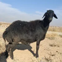 شیشک قره قزل ابستن