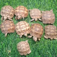 گوگولی بازیگوش کوچیک