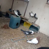 کبوترنقش