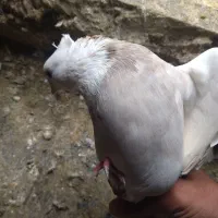 کبوتر طوقی ماده