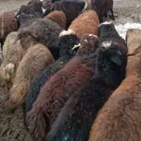 بره ماده|حیوانات مزرعه|لاجان, |دیوار