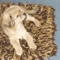 شیتزو کراس ۳ماه ماده|سگ|اهواز, کوی آغاجاری|دیوار