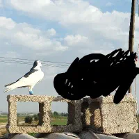 کبوتر چپ