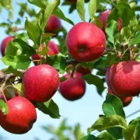 نیروی کار ماهر برای تره بار