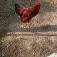 خروس