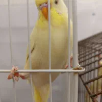 مرغ عشق سخنگو