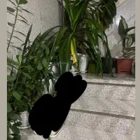 گل های طبیعی و سالم|گل و گیاه طبیعی|اراک, |دیوار