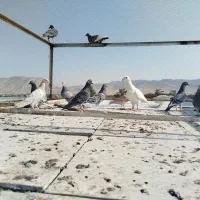 کفتر پلاکی وسرور|پرنده|شیراز, جمهوری|دیوار