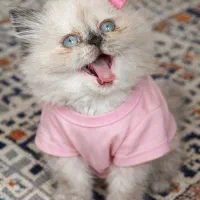 هیمالین خرسی