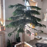 کاج مطبق|گل و گیاه طبیعی|قائن, |دیوار