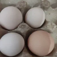 تخم مرغ نطفه دار مرندی