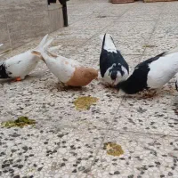 کبوتر
