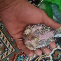 باسلام تعدادی جوجه عروس سرلاکی|پرنده|تربتحیدریه, داروپخش|دیوار