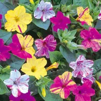 بذر لاله عباسی درجه یک همه رنگ