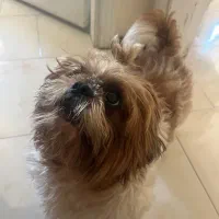 شیتزو سوپر فلت