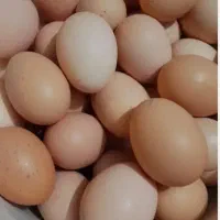 تخم مرغ محلی|خوردنی و آشامیدنی|قم, زنبیل آباد|دیوار