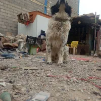 سگ قدرجونی چمبر|سگ|ابریشم, |دیوار