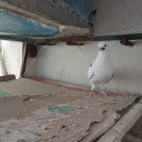 کبوتر پرشی کفتر پرشی