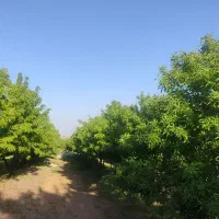 باغ بادام در طرح عمان سامان