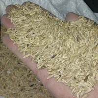 جو محلی|خوردنی و آشامیدنی|ایذه, |دیوار