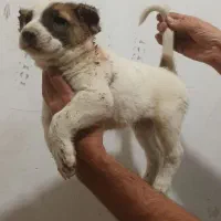 توله خراسانی نر اصیل